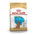 Royal Canin Poodle Junior 3kg