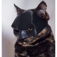 Μάσκα Batman Για Γάτες