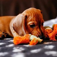 Κουβέρτες Soft Fleece Pet Κουβερτάκι Γκρί για γάτες