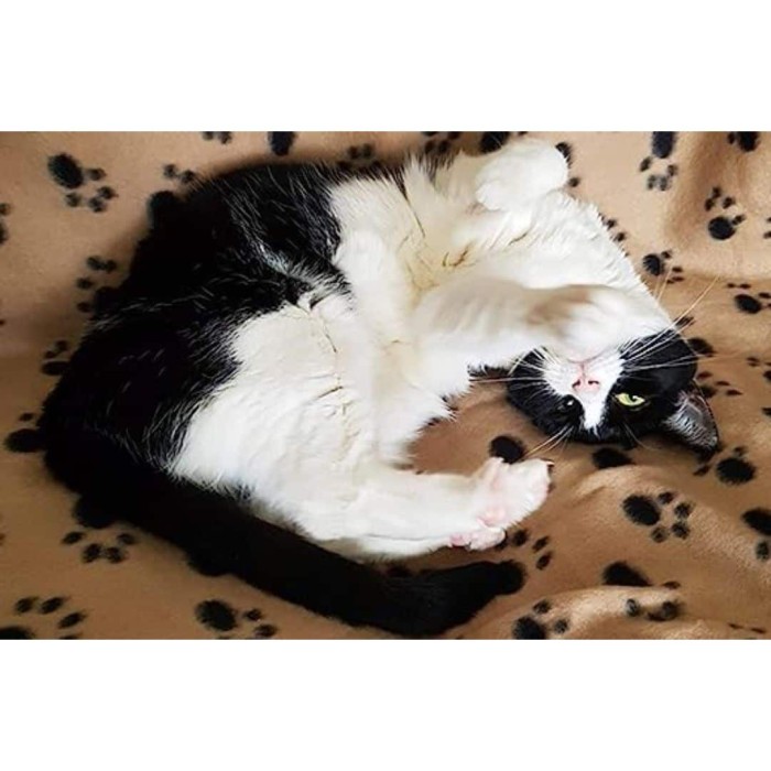 Κουβέρτες Soft Fleece Pet Κουβερτάκι Μπέζ για γάτες
