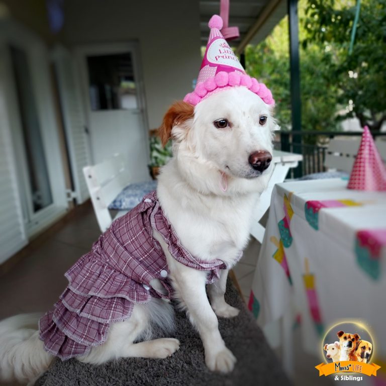 Ρούχο Σκύλου Με Τιράντες