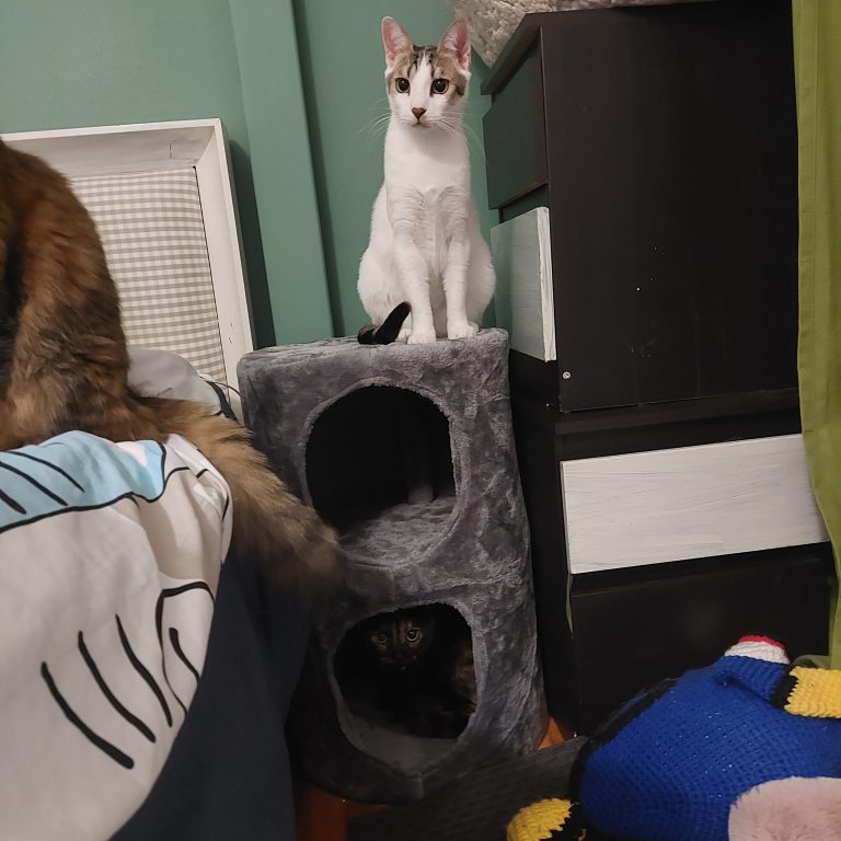 Διώροφη Φωλίτσα Γατόδεντρο photo review