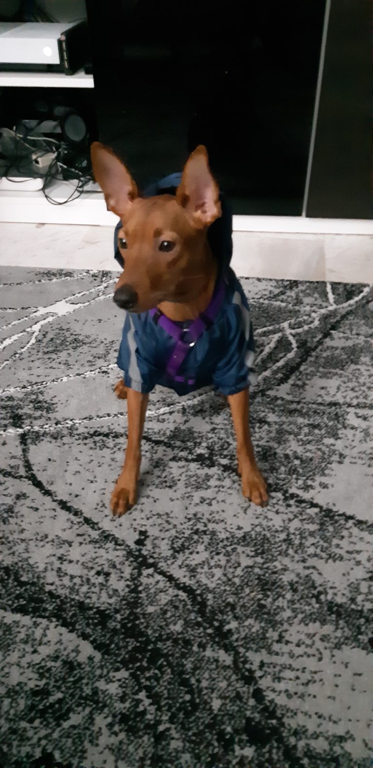 Αδιάβροχο Μπουφάν Σκύλου Μπλε The Dogface photo review