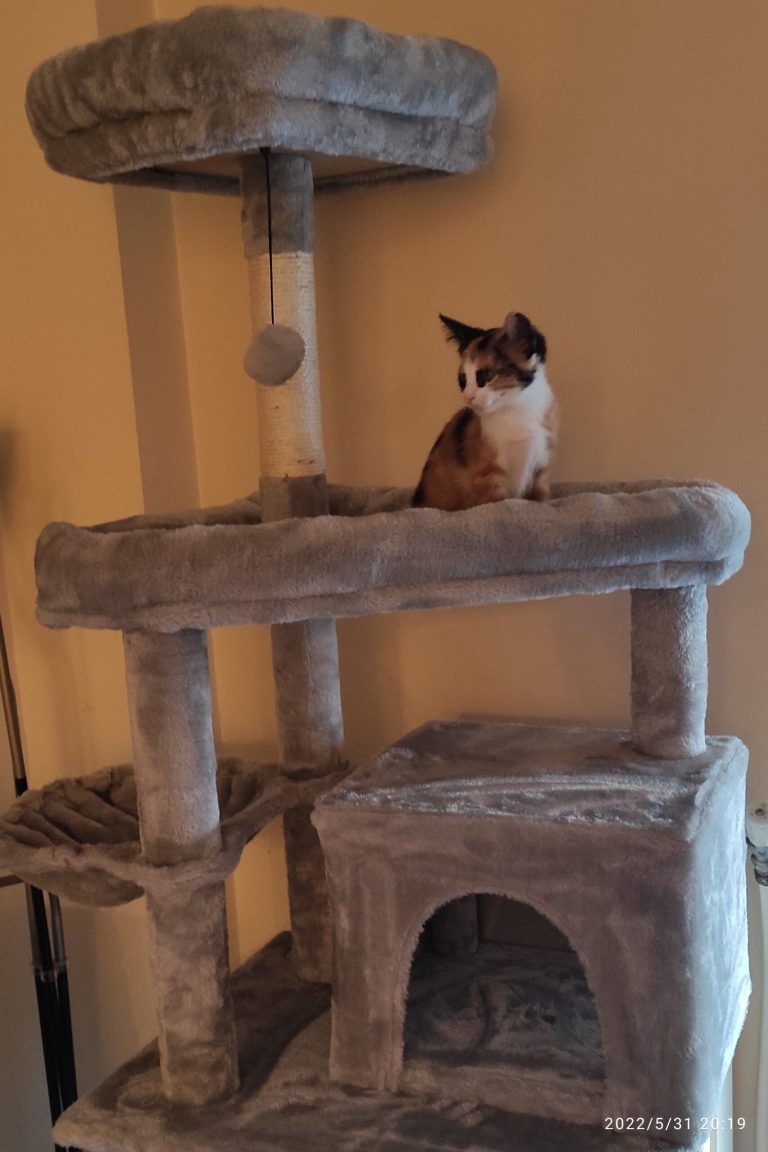 Ονυχοδρόμιο Γάτας 5 Επιπέδων