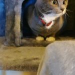 Ονυχοδρόμιο Γάτας 5 Επιπέδων photo review