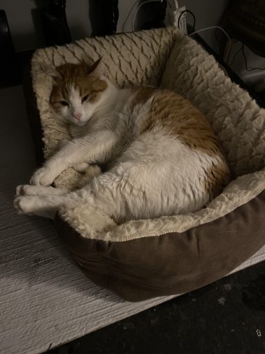 Κρεβάτι Γάτας Καφέ photo review