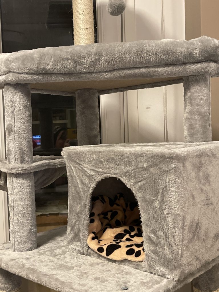 ΟΝΥΧΟΔΡΟΜΙΟ ΓΑΤΑΣ 5 ΕΠΙΠΕΔΩΝ