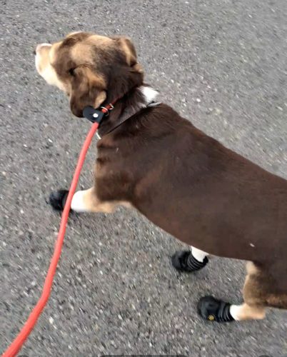 Παπούτσια Σκύλου Αδιάβροχα Μαύρα photo review