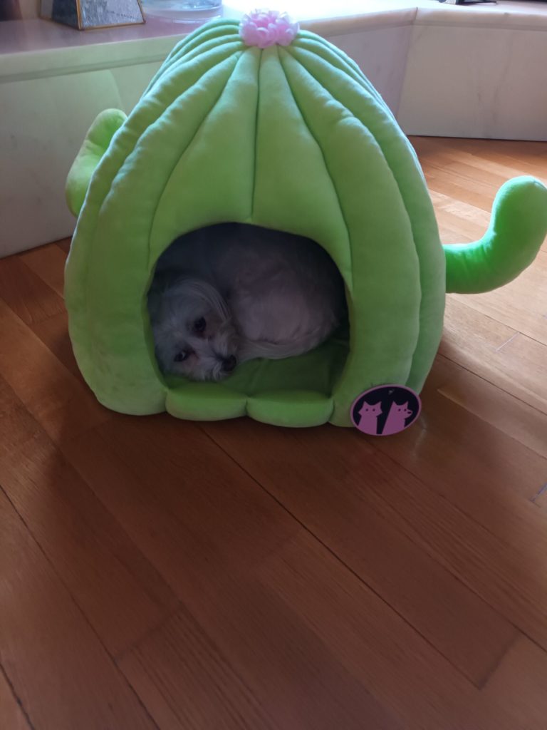 Φωλιά Σκύλου Γάτας Κάκτος