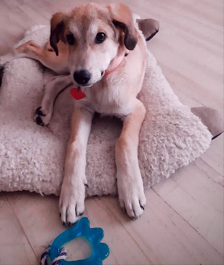 Kρεβάτι Κατοικίδιου Σε Σχήμα Λάμα photo review