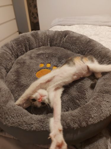Κρεβάτι Γάτας Με Αυτάκια photo review