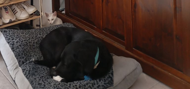 Luxurious Flat Pet Μαλακή Μαξιλάρα Γκρί Animal Print photo review