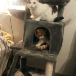 Ονυχοδρόμιο Γάτας 4 Επιπέδων photo review