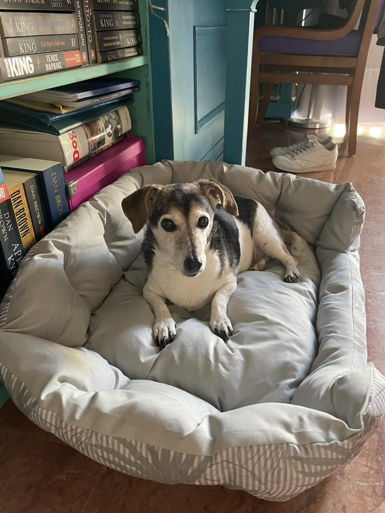 Κρεβατάκι Κατοικίδιου Σε Μοντέρνο Σχέδιο photo review