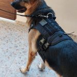 Military Dog Τακτικό Γιλέκο Υψηλής Ποιότητας & Αντοχής Μαύρο photo review