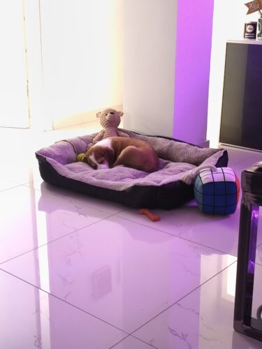 Click to view full screen Κρεβατάκι Μαύρο με Τύπωμα Κόκαλα & Γκρι Εσωτερικό photo review