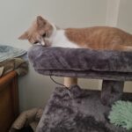 Ονυχοδρόμιο Γάτας 3 Επιπέδων photo review