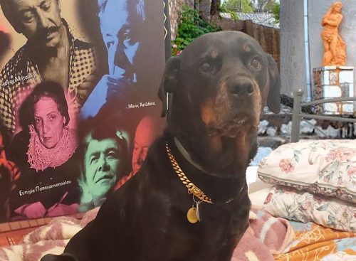 Επίχρυση Αλυσίδα Σκύλου Βαρέως Τύπου Από Ανοξείδωτο Ατσάλι photo review