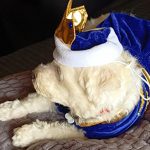 Αποκριάτικη στολή Σκυλου Γάτας Little Prince photo review