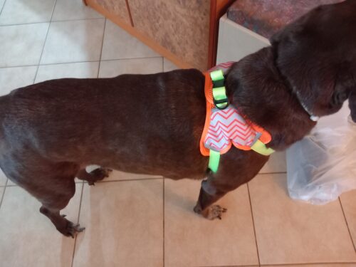 Σετ Σαμάρι-Λουρί Κατοικίδιου photo review