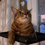 Αιώρα Γάτας Κρεμαστή - Ανθεκτική Υφασμάτινη photo review