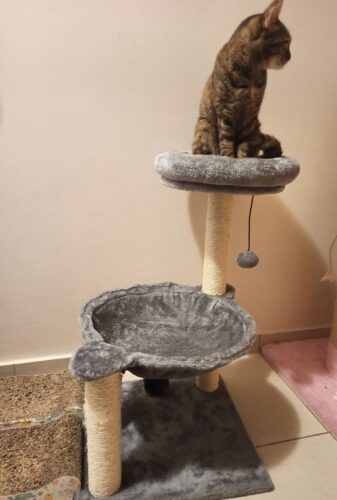 Ονυχοδρόμιο Γάτας 2 Επιπέδων photo review