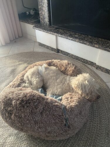 Click to view full screen Κρεβάτι Antistress Γούνινο Κατοικίδιου Καφέ photo review