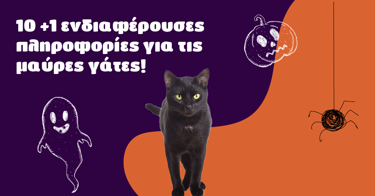 10 +1 Ενδιαφέρουσες Πληροφορίες Για Τις Μαύρες Γάτες!