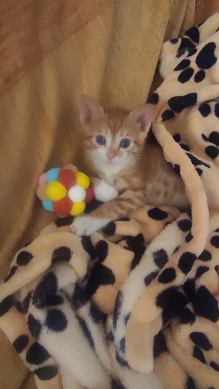 Μπαλάκι Γάτας με ήχο photo review