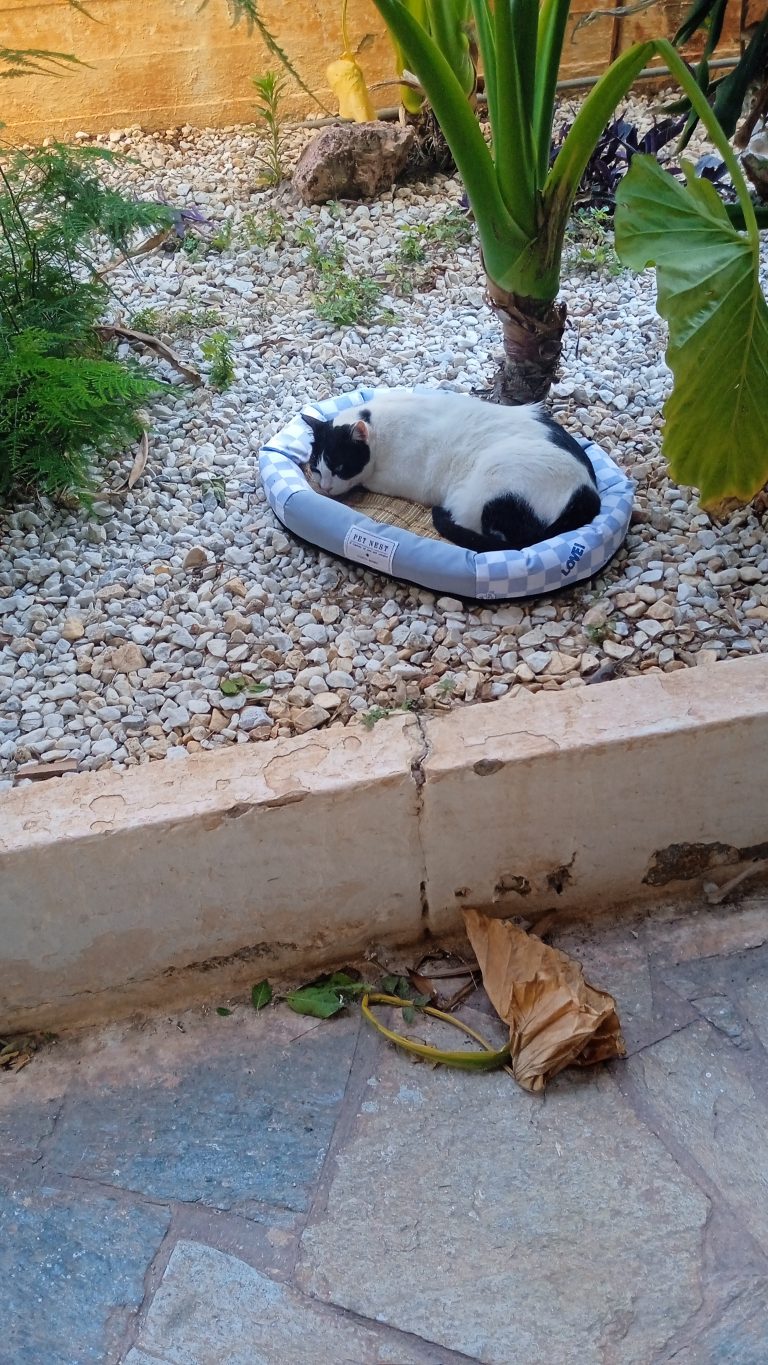 Δροσερό Κρεβάτι Κατοικίδιου Παστέλ Μπλέ photo review