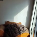 Ονυχοδρόμιο καναπές-κρεβάτι photo review