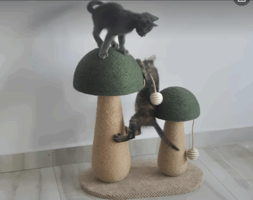 Ονυχοδρόμιο Γάτας Διπλό Μανιτάρι Με Παιχνίδι 2 Σε 1 photo review