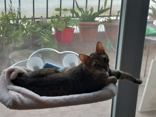 Διάφανη Αιώρα Γάτας Παραθύρου photo review