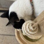 Ονυχοδρόμιο 2 Στύλων Από Φυσικό Ξύλο με Παιχνίδια photo review